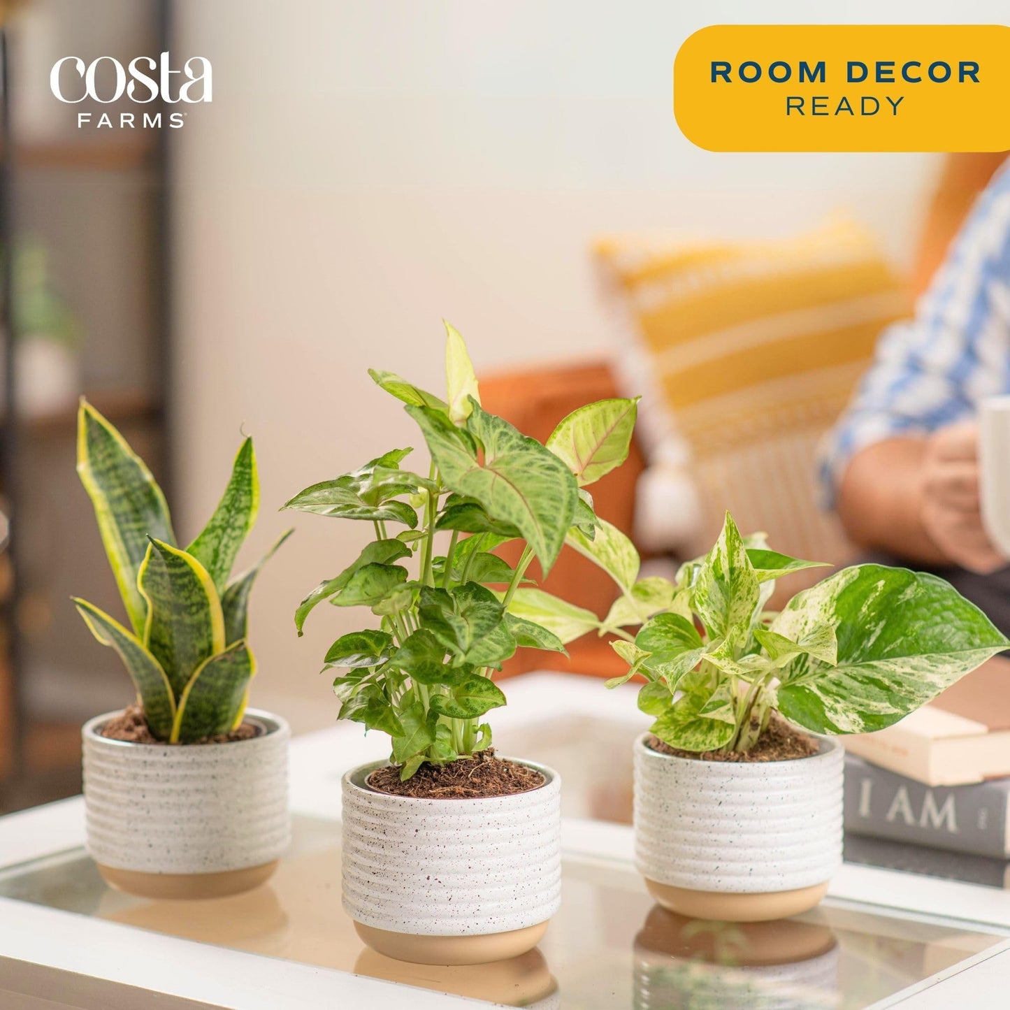 Costa Farms Live Plants (3 Pack), Easy to Grow Real Indoor Houseplants, Air Purifying Plants