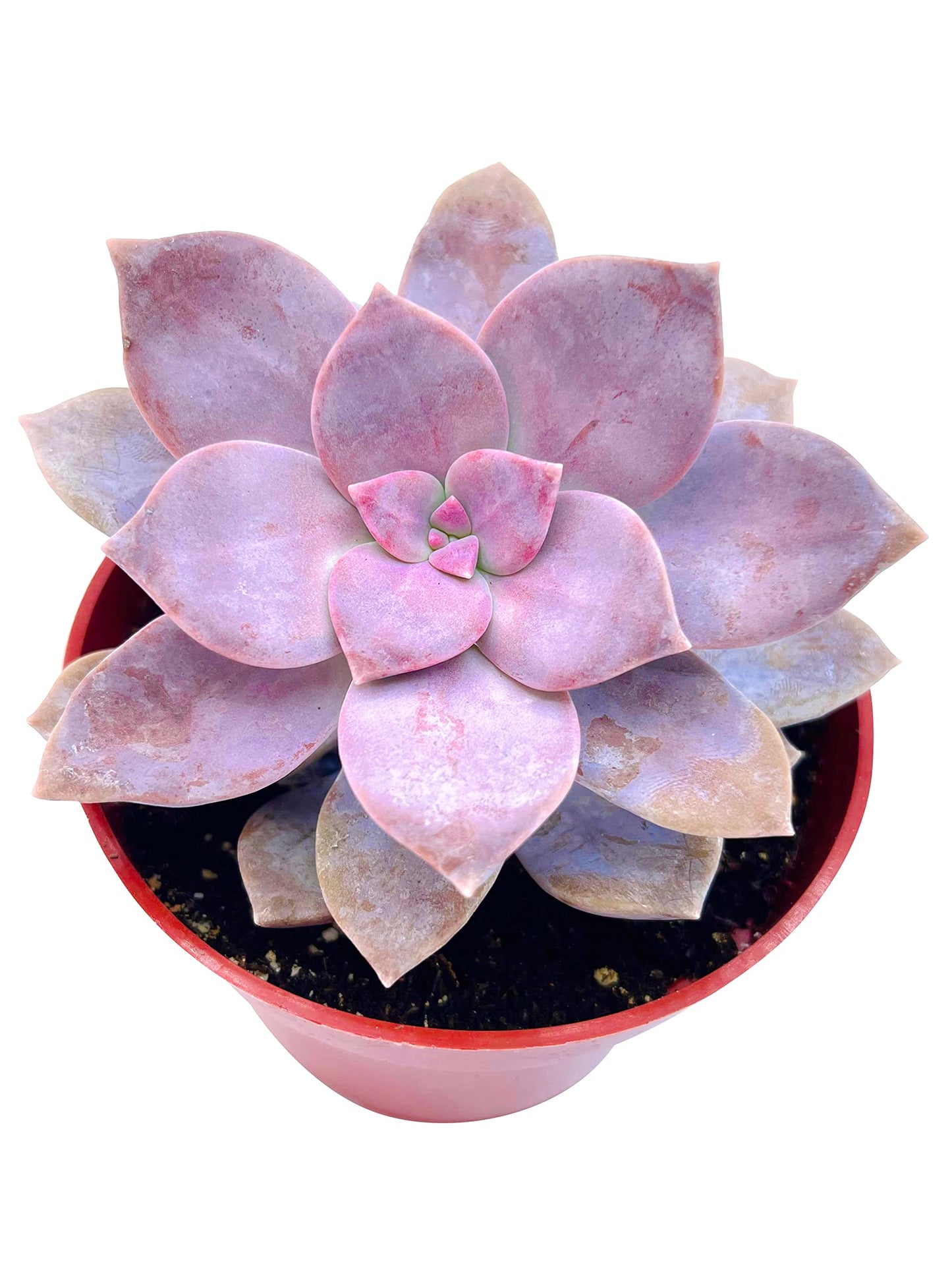 Live Succulent 4" Othonna Capensis Ruby Necklace, Succulents Plants Live, Succulent Plants Fully Rooted