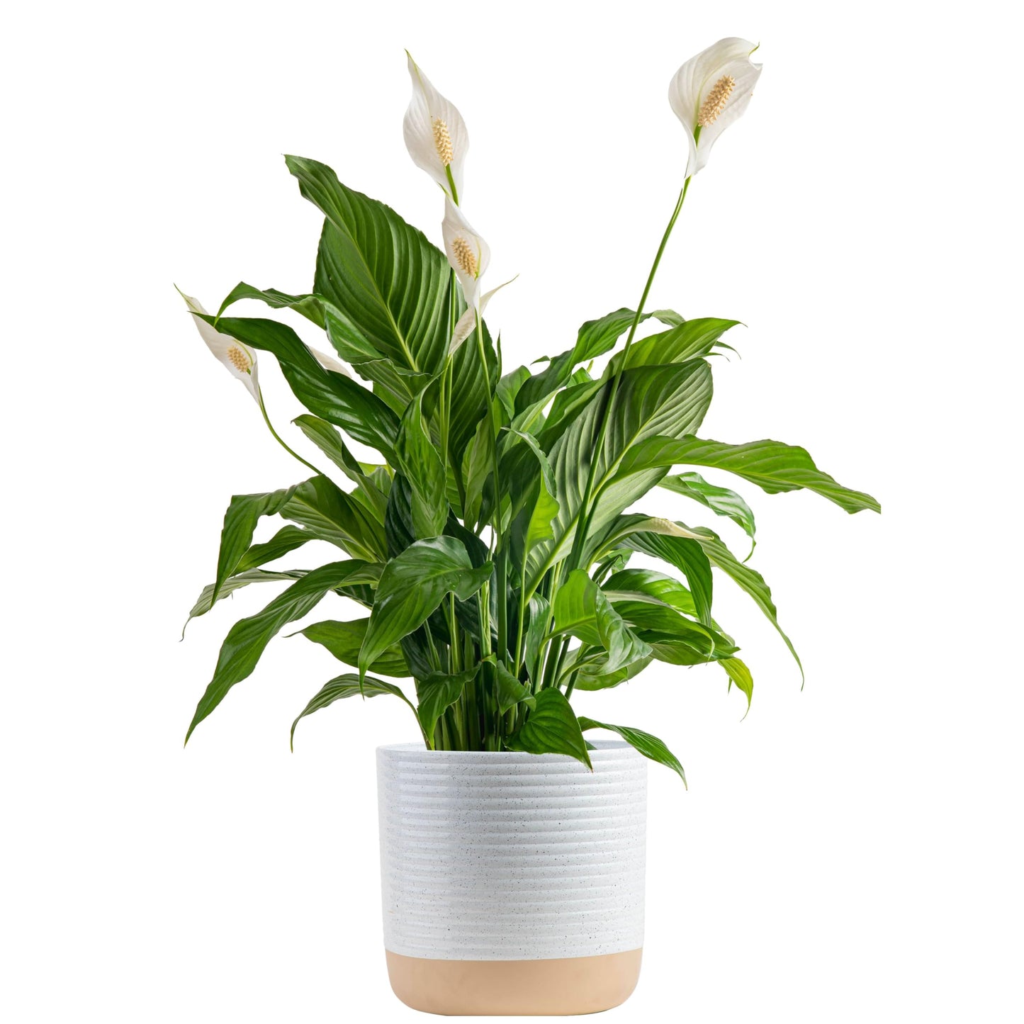 Costa Farms Premium Live Indoor Peace Lily Spathiphyllum, Marble Ceramic Decorator Pot 15-Inches Tall, Shipped Fresh from Our Farm