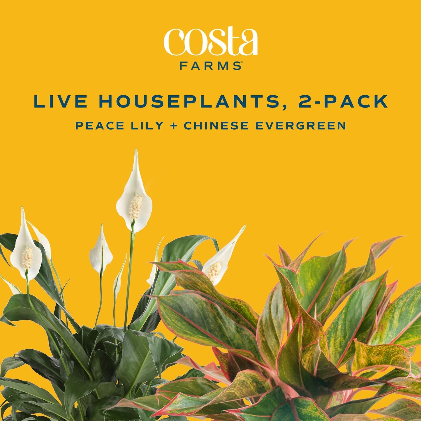 Costa Farms Premium Live Indoor Peace Lily Spathiphyllum, Marble Ceramic Decorator Pot 15-Inches Tall, Shipped Fresh from Our Farm