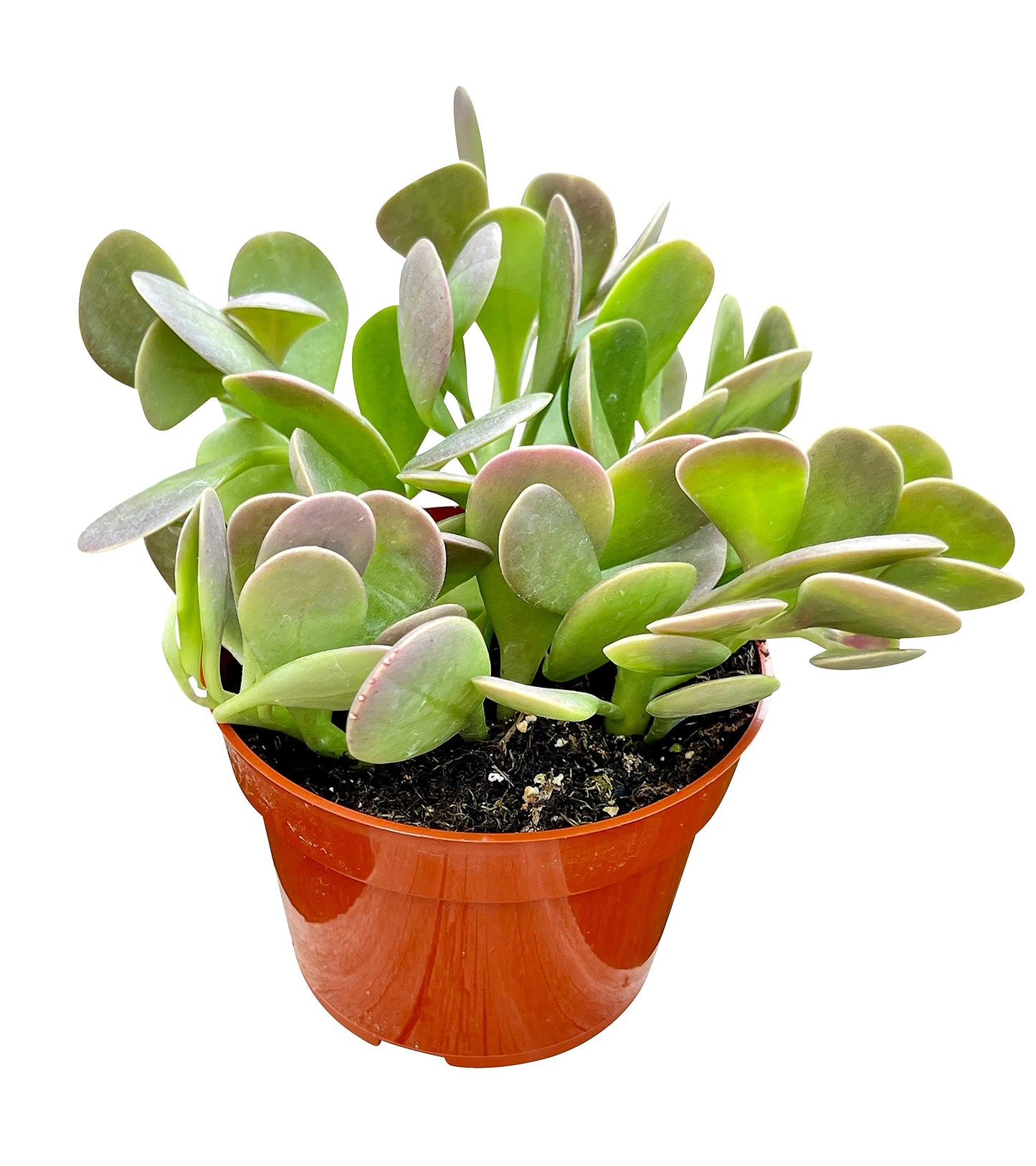 Live Succulent 4" Othonna Capensis Ruby Necklace, Succulents Plants Live, Succulent Plants Fully Rooted