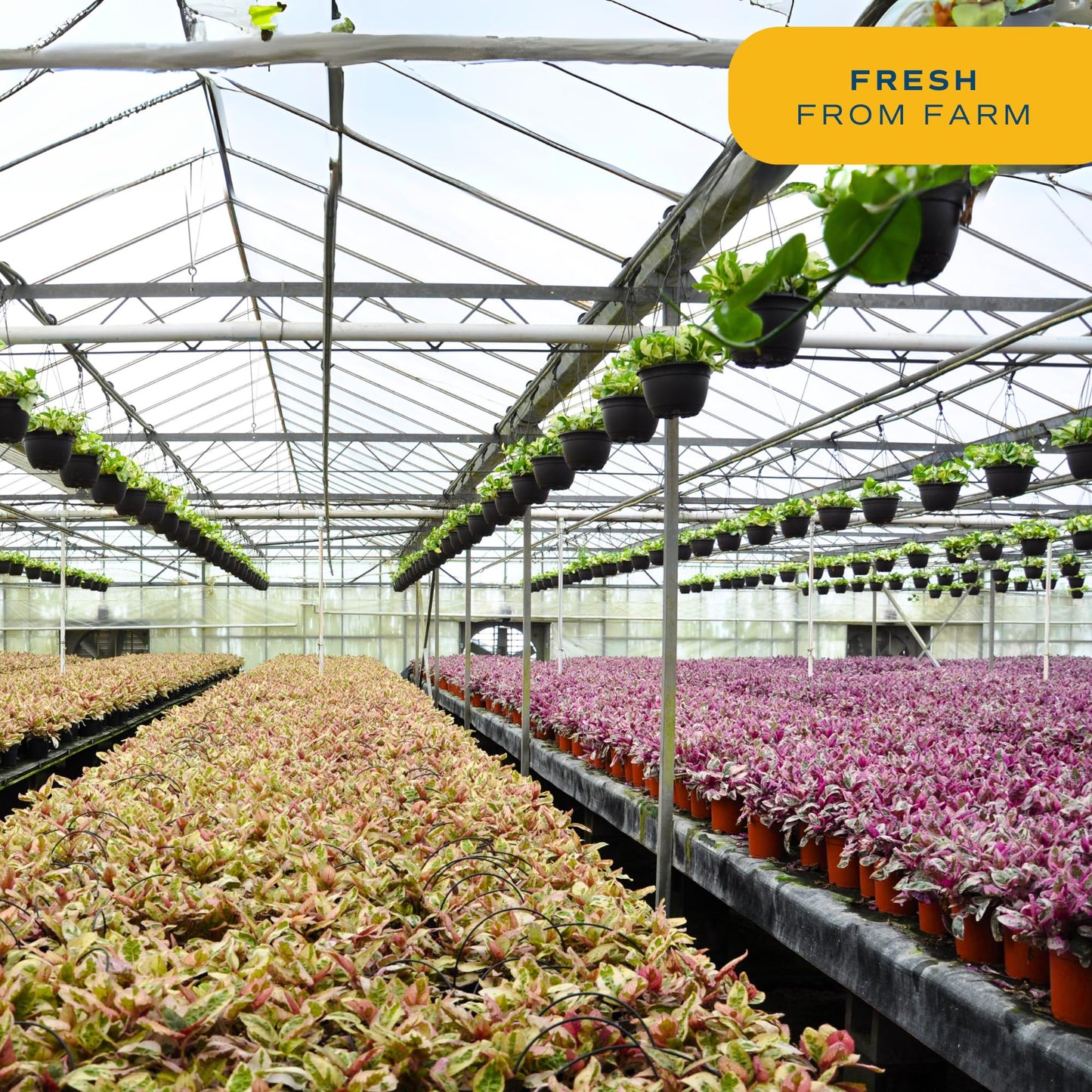 Costa Farms Live Plants (3 Pack), Easy to Grow Real Indoor Houseplants, Air Purifying Plants